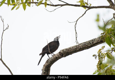 Eine gemeinsame Grackle, Quiscalus quiscula, Sitzstangen auf einem Zweig, nach oben suchen, in Zweige und Blätter gegen einen grauen Himmel umrahmt. Stockfoto