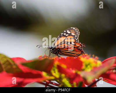 Weiblicher Monarchschmetterling, Danaus plexippus, der sich von einer Poinsettia, der Ephorbia pulcherrima, ernährt, blüht in der Wintersonne von Teneriffa, Spanien. Stockfoto