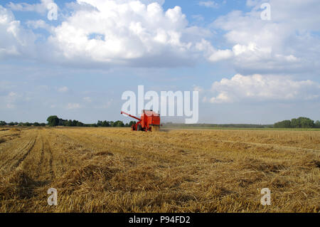 Red Mähdreschern arbeiten auf Korn Feld. Der Ernte. Stockfoto