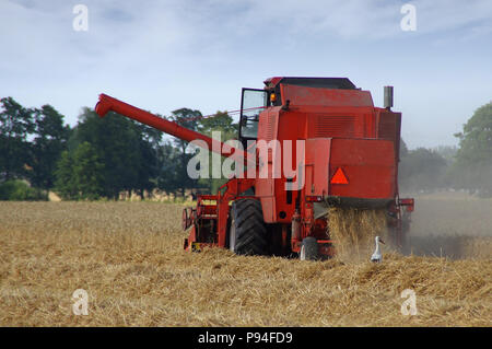 Storch auf dem Feld in der Nähe von red Mähdreschern während der Ernte Stockfoto