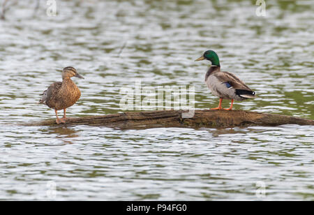 Eine stockente Henne, Links, und Drake, Anas platyrhynchos, stand auf einem Baumstamm im See Caroline, Red River National Wildlife Preserve, Bossier Parish, Louisiana, USA. Stockfoto