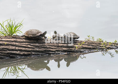 Zwei Rotwangen-schmuckschildkröte Schildkröten, TRACHEMYS SCRIPTA elegans, Links, und ein Fluss cooter Schildkröte, Pseudemys sp., rechts, auf einem Baumstamm im Red River Na rest Stockfoto