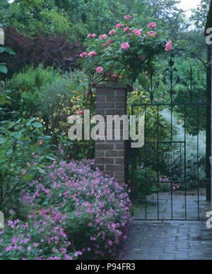 Purpur Geranien wachsen in der Grenze neben Pfad zu schmiedeeisernes Tor mit rosa Kletterrose im Sommer Country Garden Stockfoto