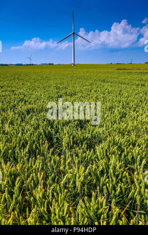 Windenergieanlagen und Kulturpflanzen in Felder, Holderness, in der Nähe von Hull, East Yorkshire Stockfoto