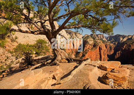 UT 00449-00... UTAH - Baum gehockt auf dem felsigen Gipfelgrat des Angels Landing im Zion National Park. Stockfoto