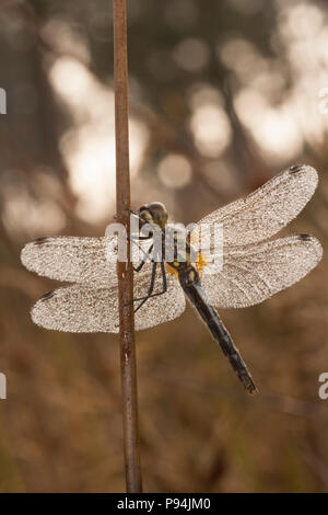 Eine schwarze Darter libelle, Sympetrum Danae, in Tau in der Morgendämmerung in Dorset England UK GB abgedeckt Stockfoto