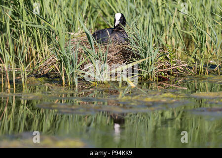 Zucht eurasischen Blässhuhn (Fulica atra) sitzen auf Nest Stockfoto