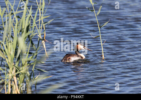 Schwimmen Haubentaucher (Podiceps cristatus) Stockfoto