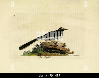 . Eine allgemeine Geschichte der Vögel. v.6 Winchester [Eng.] Gedruckt von Jakob und Johnson, für den Autor; 1821-28. Stockfoto