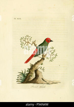 . Eine allgemeine Geschichte der Vögel. v.6 Winchester [Eng.] Gedruckt von Jakob und Johnson, für den Autor; 1821-28. Stockfoto