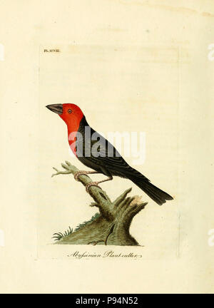 . Eine allgemeine Geschichte der Vögel. v.6 Winchester [Eng.] Gedruckt von Jakob und Johnson, für den Autor; 1821-28. Stockfoto