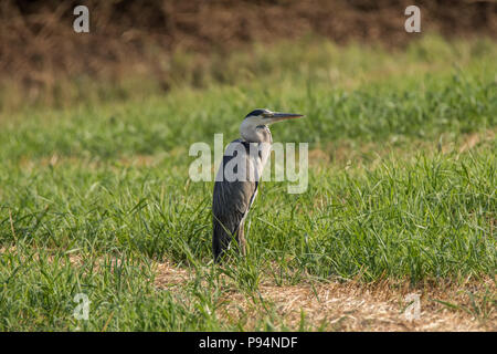 Heron im Feld - Fabelhaft im Freien Stockfoto