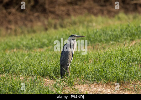 Heron im Feld - Fabelhaft im Freien Stockfoto