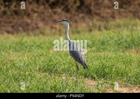 Heron im Feld - Fabelhaft im Freien Stockfoto