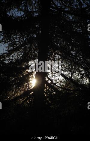 Silhouetted Reifen Kiefer bei Sonnenuntergang in einem dunklen Nadelbaum Plantage. Abernethy, Perth, Schottland, UK. Juli, 2018. Stockfoto