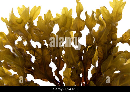 Fucus vesiculosus (blasentang) in Rümpfe Cove, Maine gesammelt Stockfoto