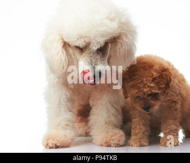 Mutter und Welpen Pudel auf weißem Hintergrund sitzen Stockfoto