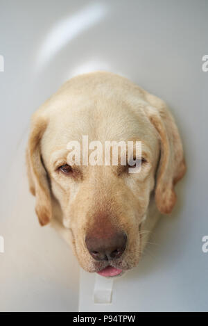 Labrador Hund Kopf in kunststoffkegel Kragen Stockfoto