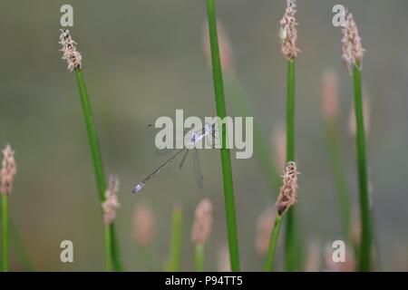 Männliche Emerald Damselfly (Lestes sponsa) auf einem Teich Reed Stammzellen thront. Abernethy, Perth, Schottland, UK. Juli, 2018. Stockfoto