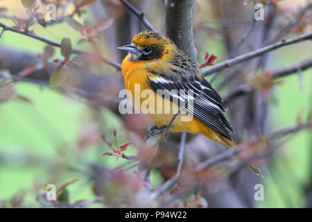Baltimore Oriole (unreife männliche) Mai 10th, 2018 Brandon, South Dakota Stockfoto
