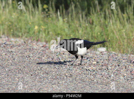 Schwarz-billed Magpie Juli 2nd, 2011 in der Nähe des Glacier National Park, Montana Stockfoto