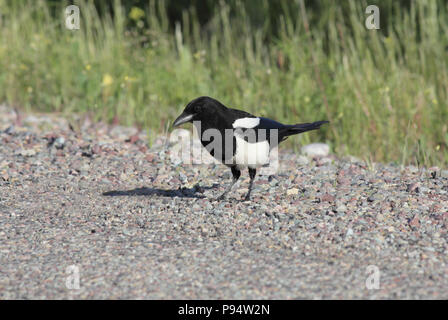 Schwarz-billed Magpie Juli 2nd, 2011 in der Nähe des Glacier National Park, Montana Stockfoto