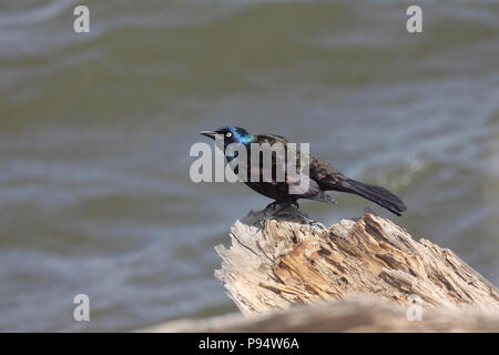 Gemeinsame Grackle Mai 2nd, 2010 See Thompson, SD Stockfoto