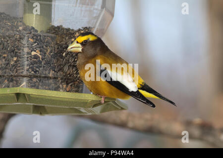 Abend Grosbeak, in Sax-Zim Moor im Norden in der Nähe von Duluth, Minnesota Stockfoto