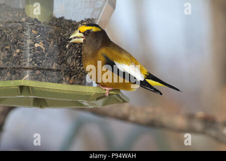 Abend Grosbeak, in Sax-Zim Moor im Norden in der Nähe von Duluth, Minnesota Stockfoto