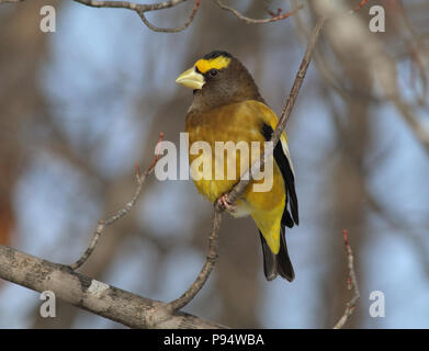 Abend Grosbeak, in Sax-Zim Moor im Norden in der Nähe von Duluth, Minnesota Stockfoto