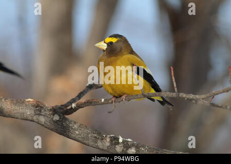 Abend Grosbeak, in Sax-Zim Moor im Norden in der Nähe von Duluth, Minnesota Stockfoto