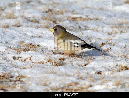 Abend Grosbeak, in Sax-Zim Moor im Norden in der Nähe von Duluth, Minnesota Stockfoto