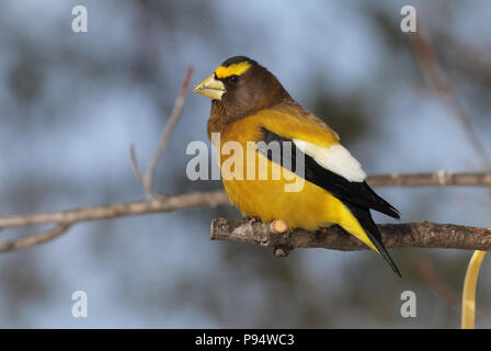 Abend Grosbeak, in Sax-Zim Moor im Norden in der Nähe von Duluth, Minnesota Stockfoto