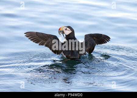 Gehörnte Papageitaucher, Angeln für Beute für Sie ist jung. In der Nähe von Seward, Alaska. Stockfoto