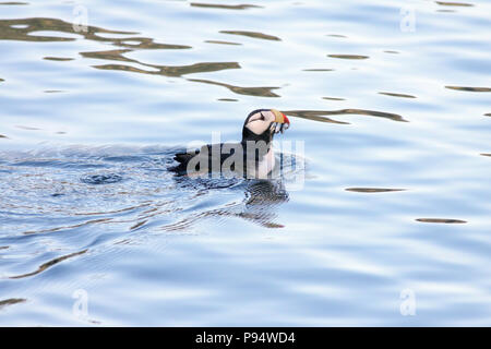 Gehörnte Papageitaucher, Angeln für Beute für Sie ist jung. In der Nähe von Seward, Alaska. Stockfoto