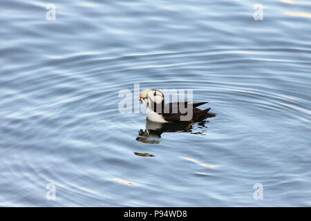 Gehörnte Papageitaucher, Angeln für Beute für Sie ist jung. In der Nähe von Seward, Alaska. Stockfoto