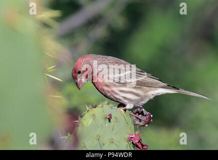 Haus Fink November 8th, 2015 Tohono Chul Park, Tucson, Arizona Stockfoto