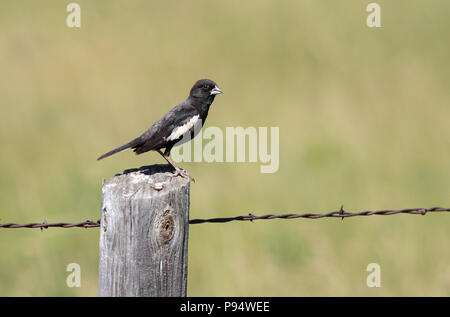 Lark Bunting (männlich) 22. Juli 2011 Fort Pierre nationalen Grasland, South Dakota Stockfoto