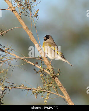 Lawrence's Goldfinch - in der Wüste Besen 11. November 2015 Tanque Verde Waschen, Tucson, Arizona Stockfoto