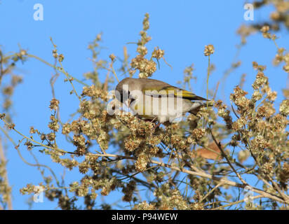 Lawrence's Goldfinch - in der Wüste Besen 11. November 2015 Tanque Verde Waschen, Tucson, Arizona Stockfoto