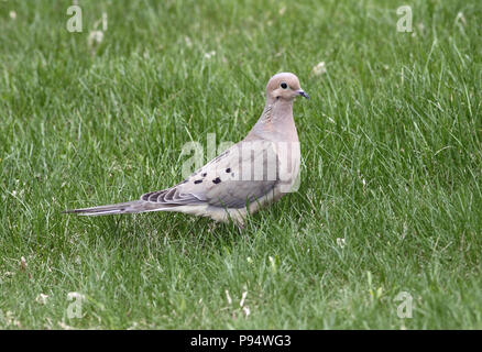 Taube April 25th, 2010 Perry Naturgebiet, in der Nähe von Sioux Falls, Sd Stockfoto