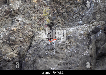 Taube Guillemot auf 'Haystack Rock', die Küste von Cannon Beach, Oregon, USA Stockfoto