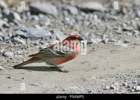 Pine Grosbeak Juni 24th, 2006 in der Nähe von Portage Glacier, Alaska Stockfoto