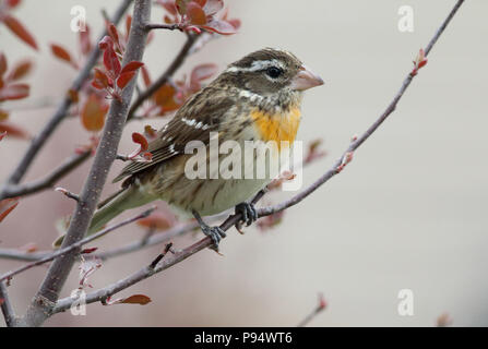 Rose-breasted Grosbeak (weiblich) Brandon, South Dakota, USA Stockfoto