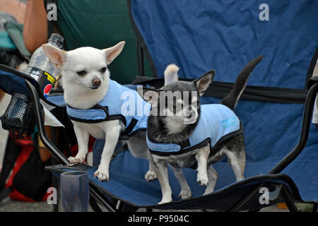 Chihuahua hunde in Thame Stadt Musik Festival Credit: Susie Kearley/Alamy leben Nachrichten Stockfoto