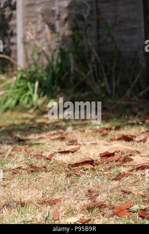 St Neots, Großbritannien. Tote Blätter streuen ein dürres braunen Rasen und eine Blume verwelkt im Hintergrund während der Hitzewelle im Sommer 2018. Stockfoto