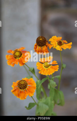 Helles orange Helenium'S ahin Early Flowerer' wachsen im Halbschatten gegen einen Gartenzaun, Blätter welken von einer anhaltenden Hitzewelle. Stockfoto