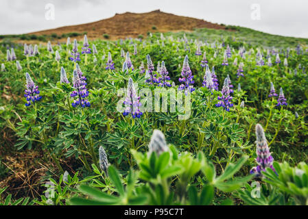 Nootka lupine Blumen auf der südlichen Halbinsel Reykjanesskagi - in Island Stockfoto