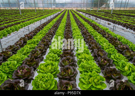 Kopfsalat hydroponischen Kulturen im Gewächshaus Stockfoto