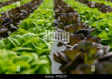 Kopfsalat hydroponischen Kulturen im Gewächshaus Stockfoto